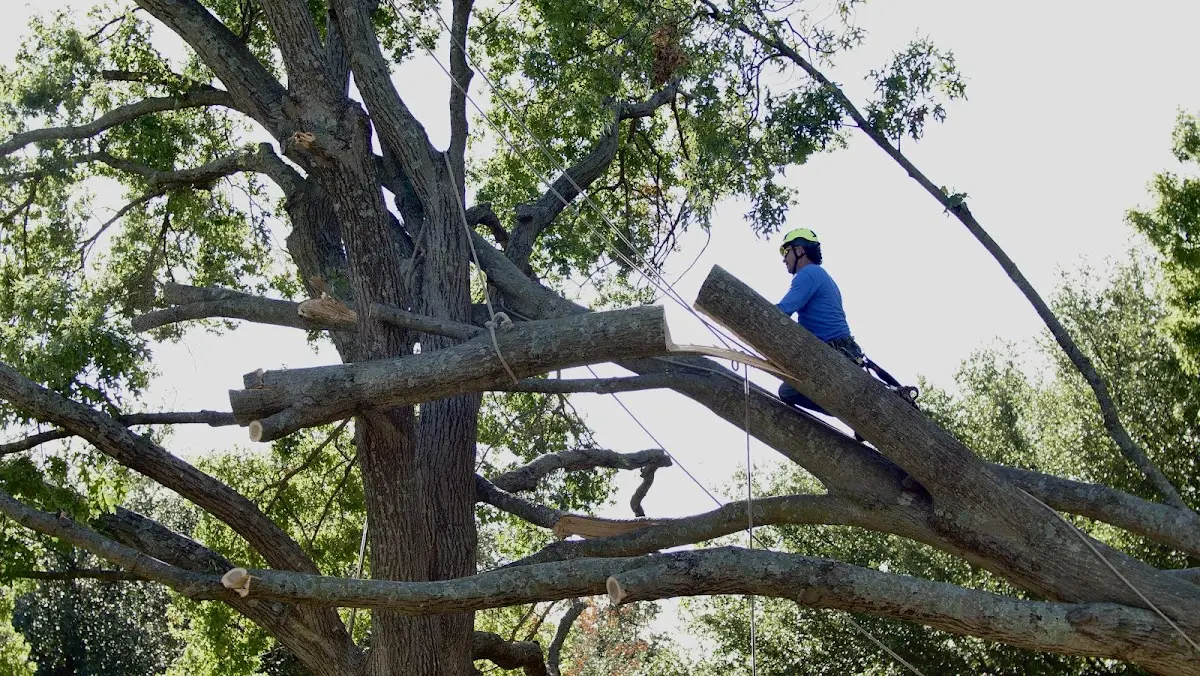 Professional Hazardous Tree Removal performed by certified arborists in Whitt